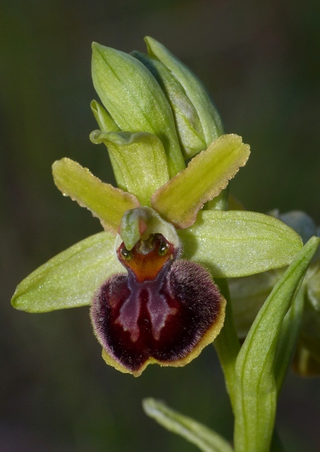 Ophrys precoci nellAbruzzo sud orientale 2022